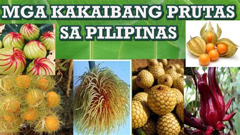 mga prutas sa pilipinas|MGA PRUTAS NA DI KARANIWANG NAKIKITA SA BUONG .